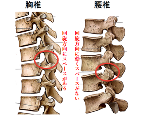 胸椎と腰椎
