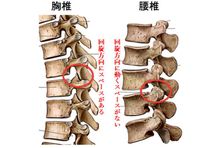 胸椎と腰椎