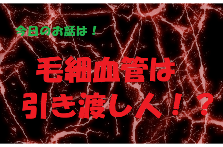 191　毛細血管